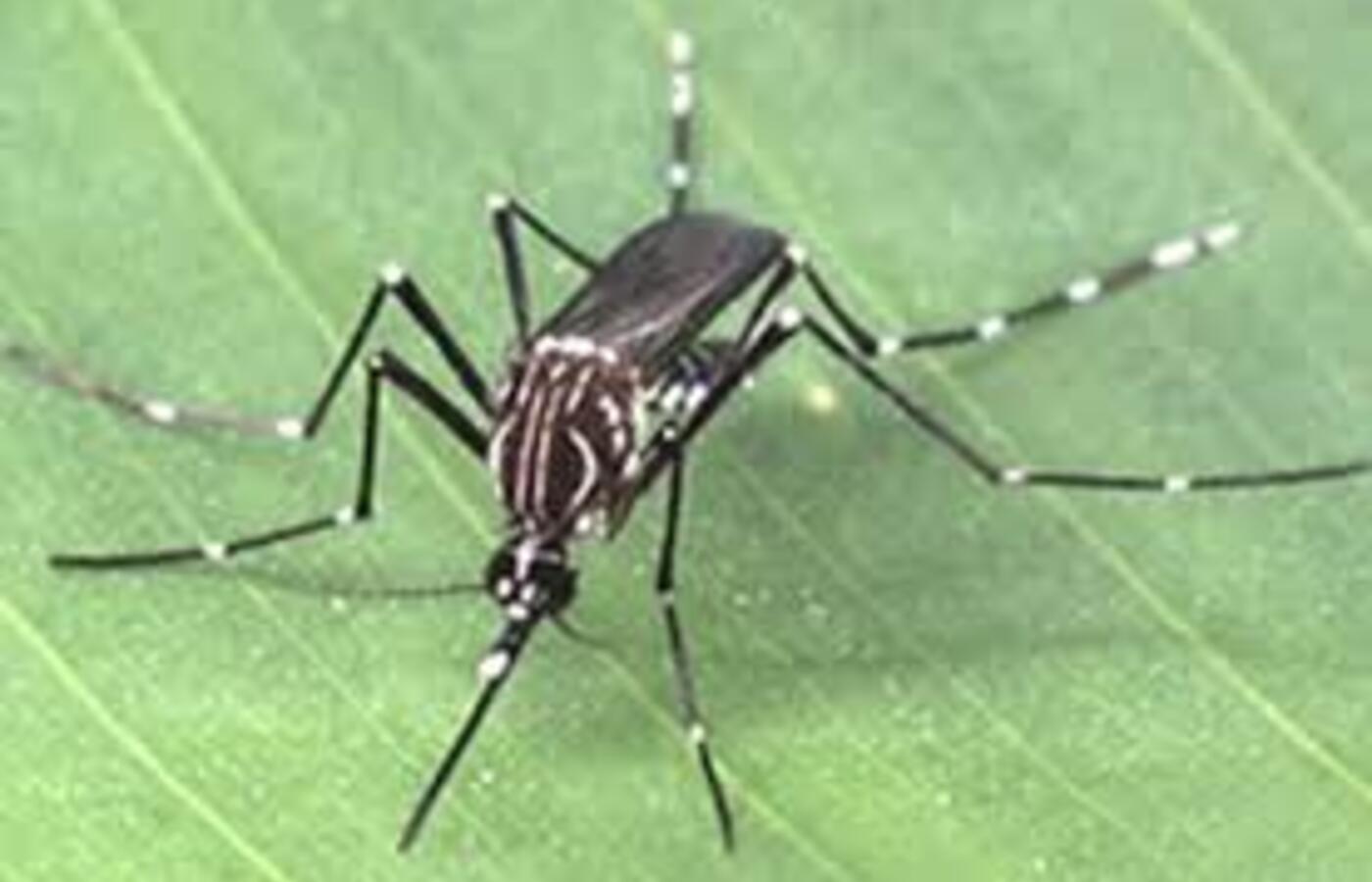 Brasil registra queda histórica nos casos de dengue em 2025, mas mantém estado de alerta